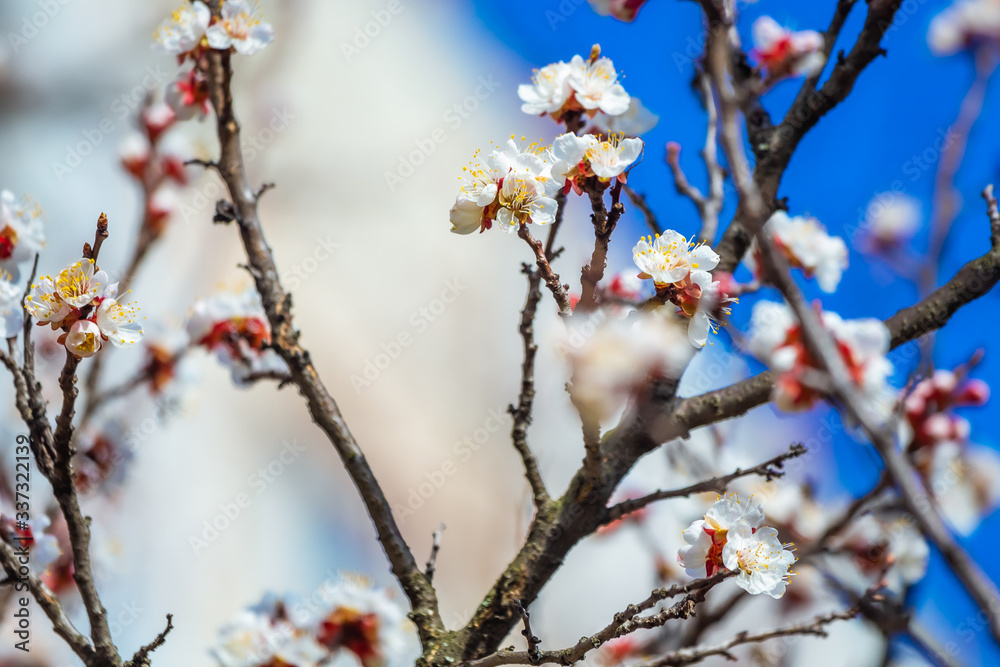 Blossoms tree in spring, flowers with wasps on a background of blue sky
