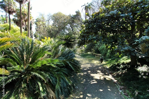 Fototapeta Naklejka Na Ścianę i Meble -  Leafy and green gardens at the Botanical Garden of Lisbon