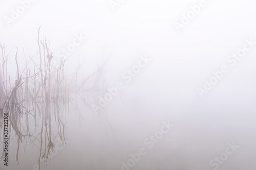 Blurred for background.Dead trees perennial in the swamp of the winter morning with thick fog covered.