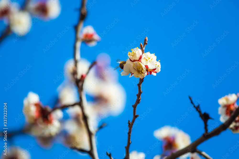 Macro blossoms tree in spring with bee, flowers with wasps on a background of blue sky Macro blossoms tree in spring with bee, flowers with wasps on a background of blue sky