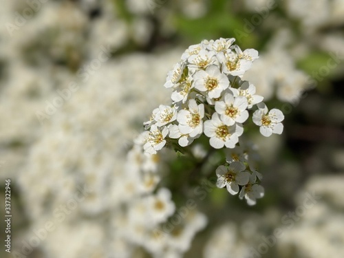 Many little white flowers in spring