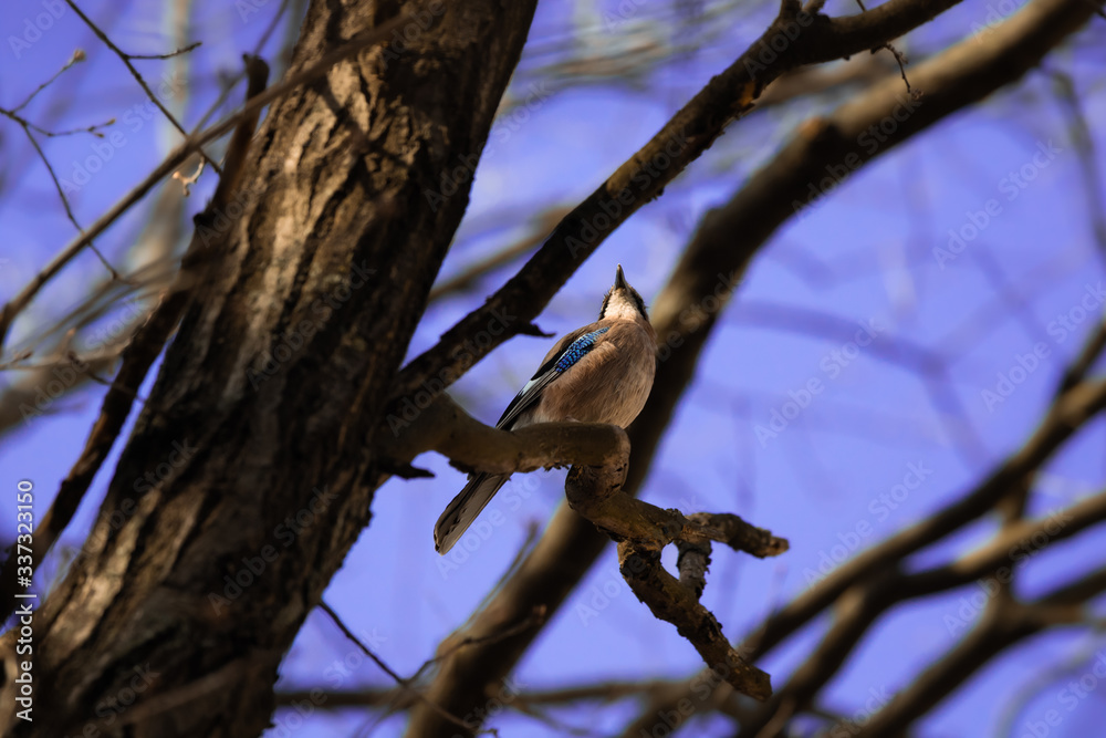 Eurasian Jay on a tree against a beautiful sky Eurasian Jay on a tree against a beautiful sky