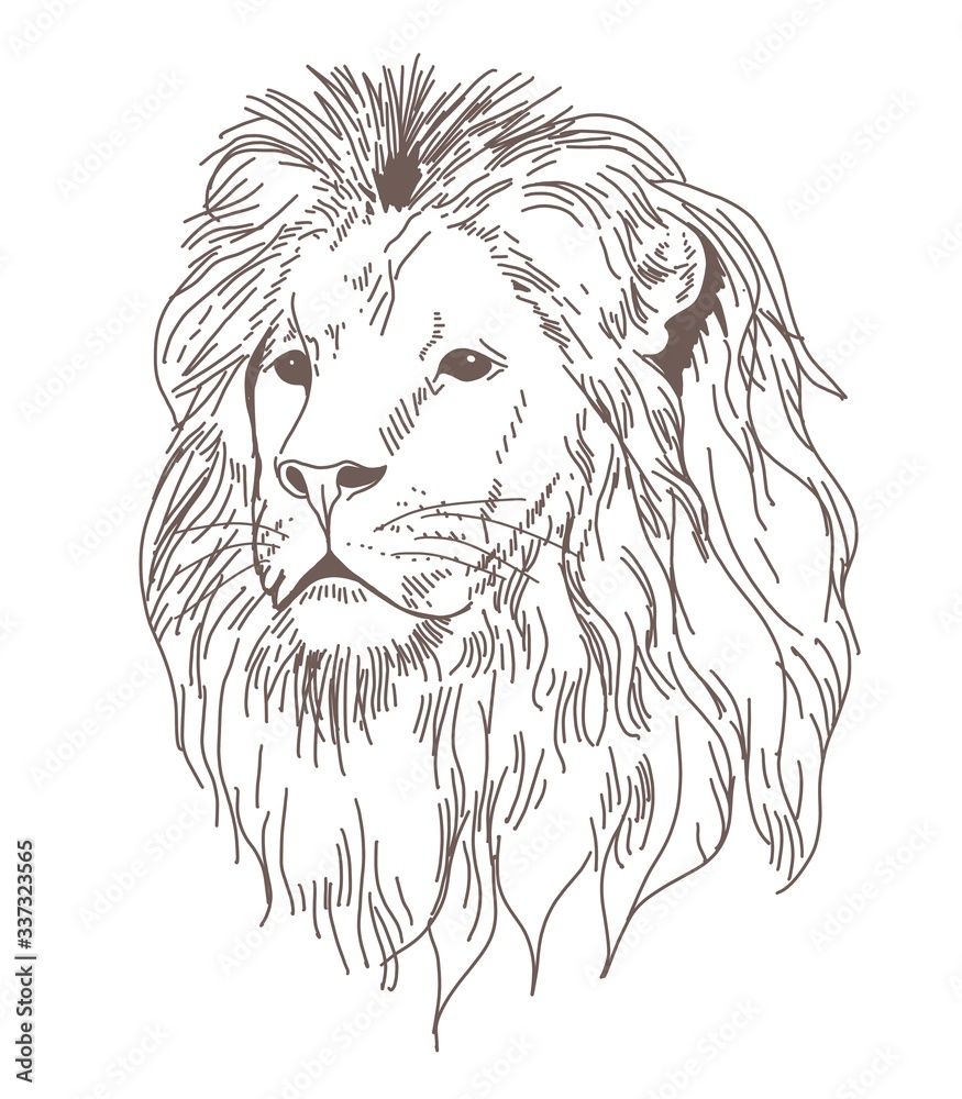 Obraz premium Lion sketch tattoo
