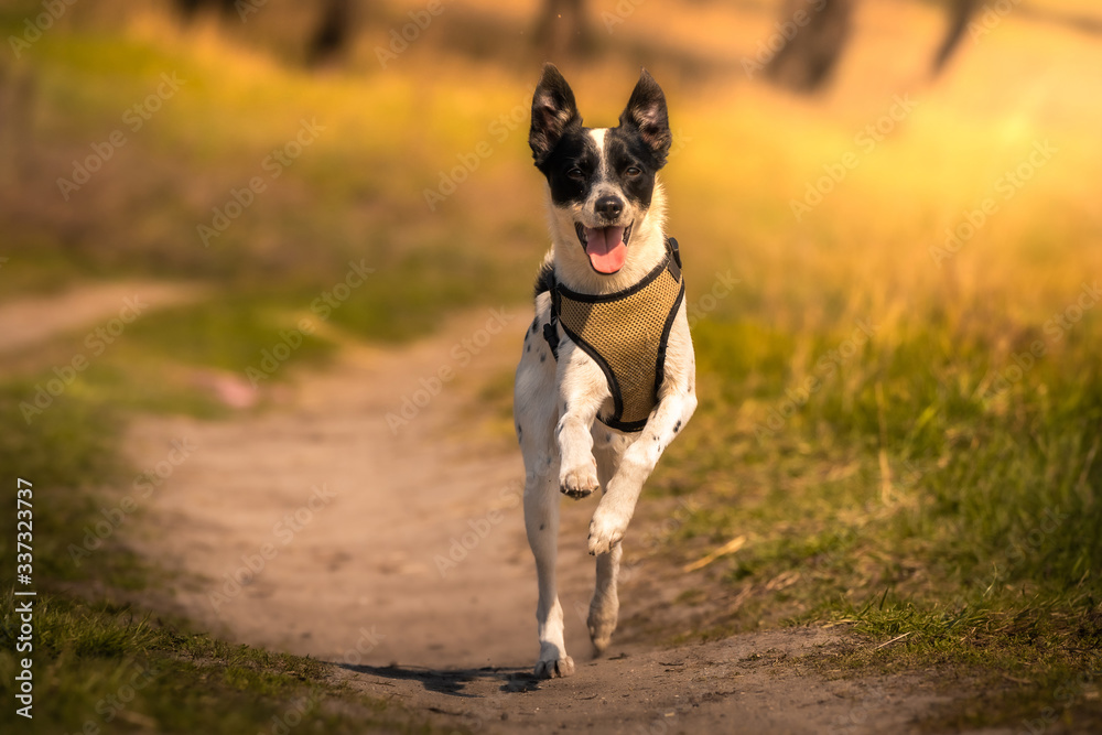 Dog runs in the field with open mouth and jumping, joyful basenji on a walk