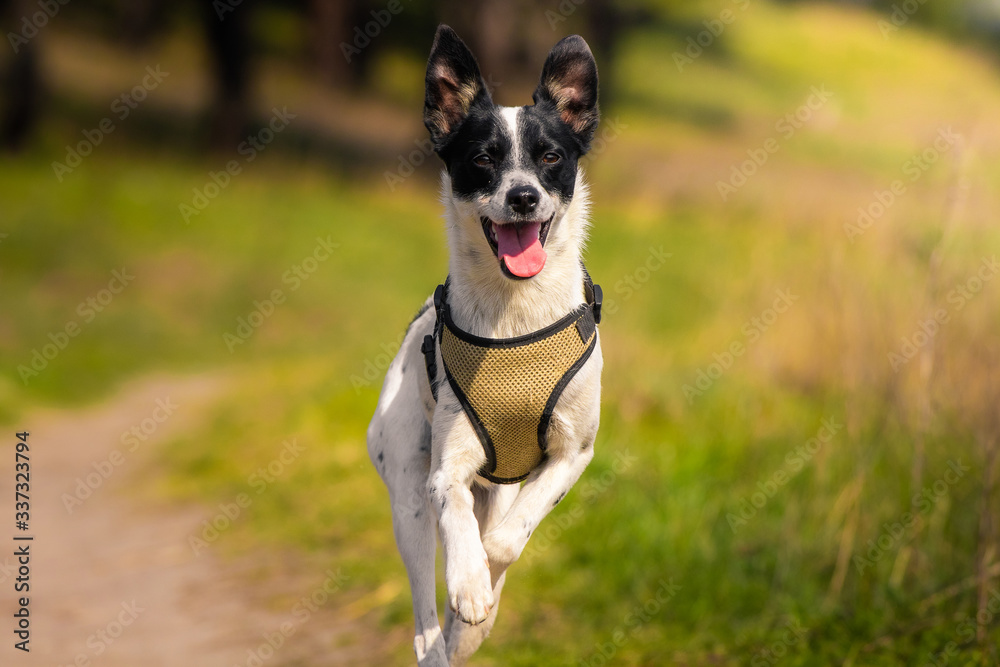Dog runs in a green field with open mouth and jumping, joyful basenji on a walk