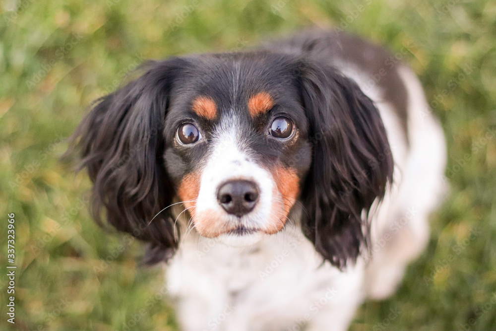 Hund schwarz weiß