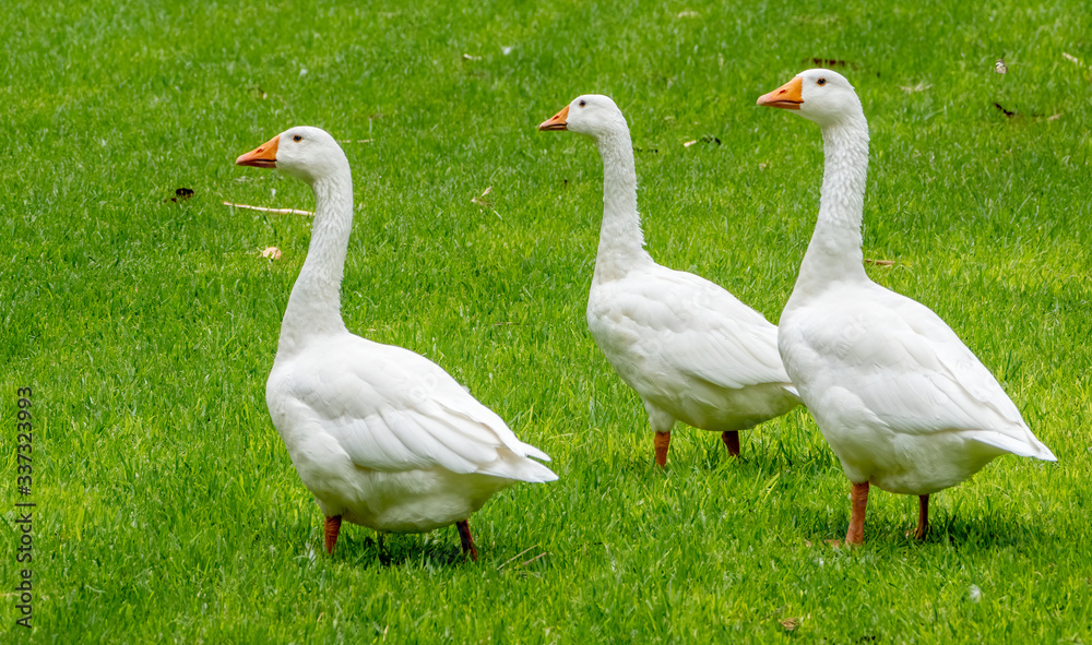Three geese on grass walking together looking for something to eat Three geese on grass walking together looking for something to eat
