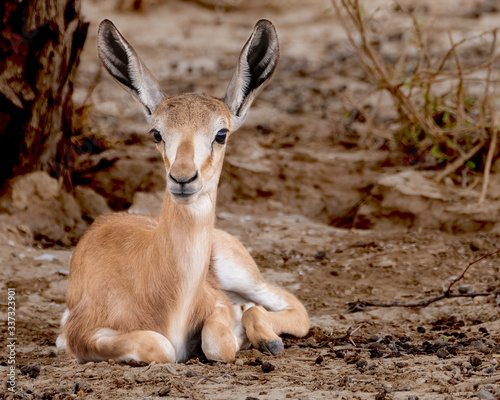 baby springbok lying down 
