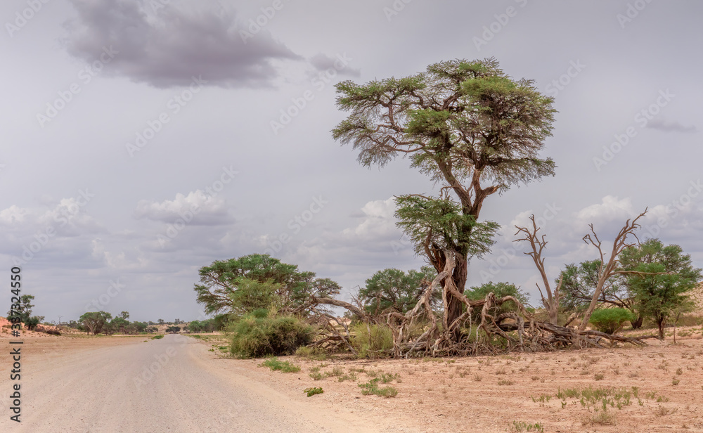 trees in the desert next to a road