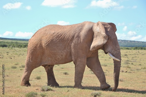 Walking Elephant in the Addo Elephant National Park  near Port Elizabeth. South Africa  Africa.