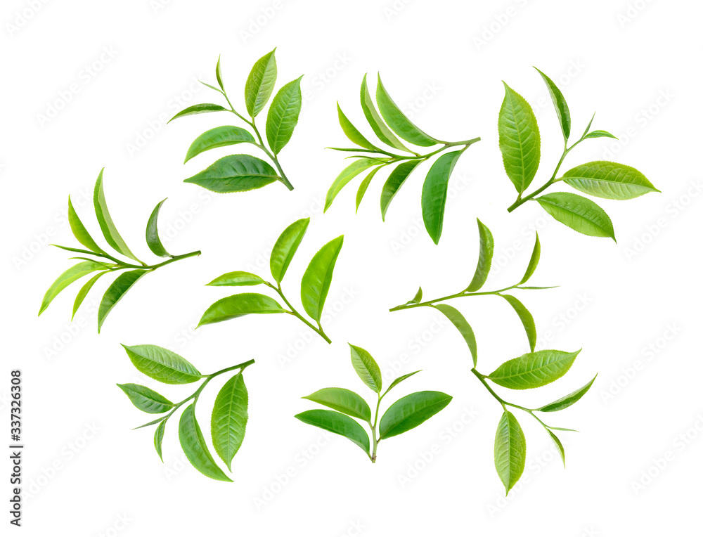 tea leaf on white background tea leaf on white background