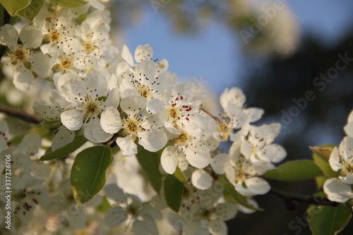 Orchard pear tree white spring blossom