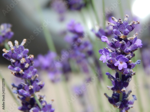 Lavendel mit unscharfem Hintergrund