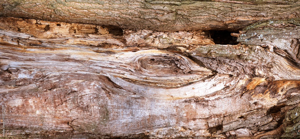 Background. A very old rotten tree. Background. A very old rotten tree.