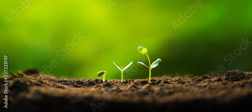 Foto Three saplings are growing on the soil and a natural green background
