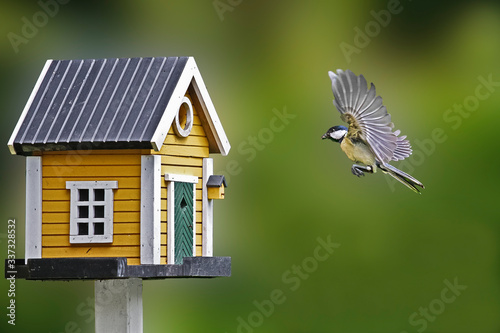 Canvas-taulu Close-up Of Great Tit Flying By Birdhouse