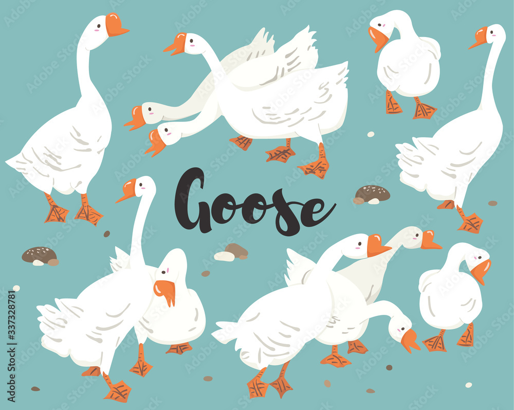 Obraz premium Cute White Goose Collections Set