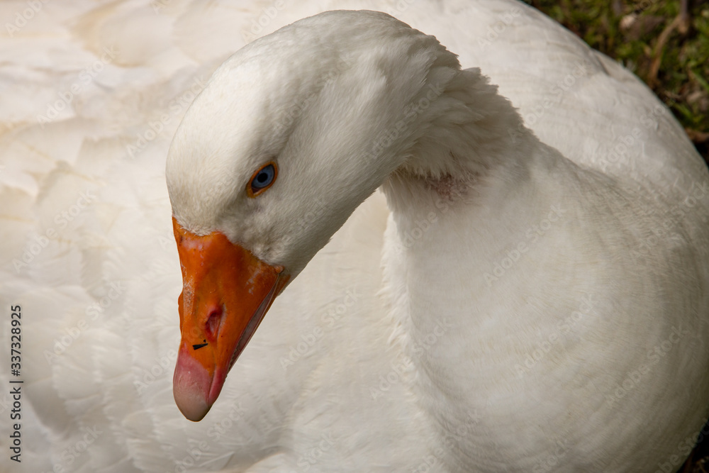 close up of a white goose