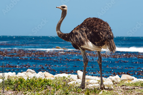 Southern ostrich struthio camelus along the roadside at the cape of good hope in South Africa
