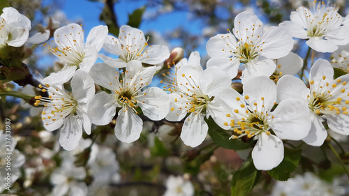 flowers in meadow spring season in greece easter