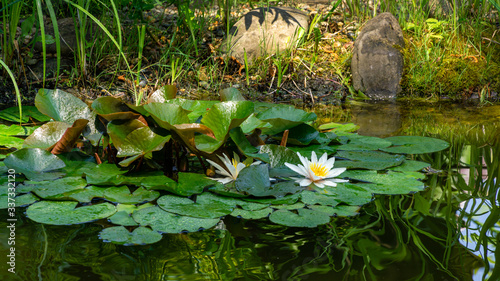 Vászonkép Landscape garden pond with  white water lily or lotus flower Marliacea Rosea