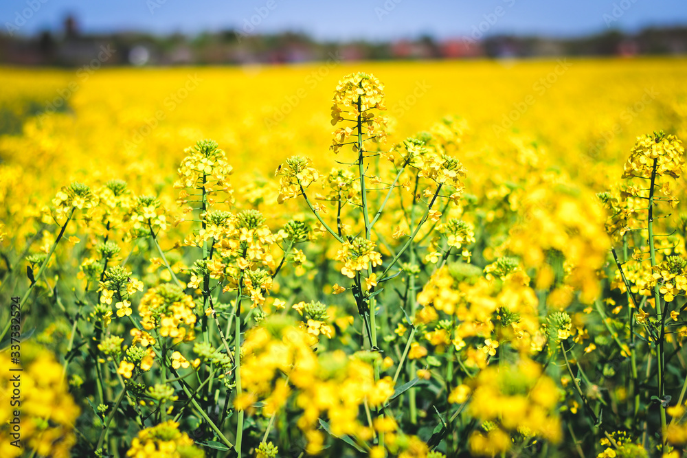 Fototapeta premium Rapsfeld