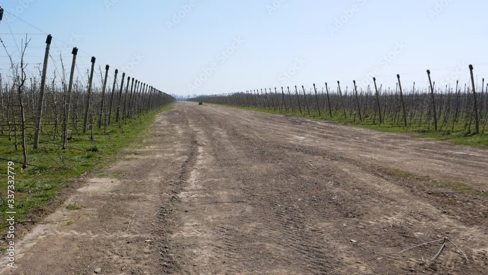 Field for growing apples. Apple garden. Modern technology for growing apples. Field for growing apples. Apple garden. Modern technology for growing apples.
