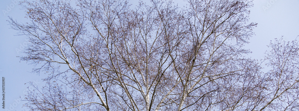 Birch catkins on branches without leaves on blue sky background. Birch bloom as beginning of Allergy. Spring flowering plants concept Birch catkins on branches without leaves on blue sky background. Birch bloom as beginning of Allergy. Spring flowering plants concept