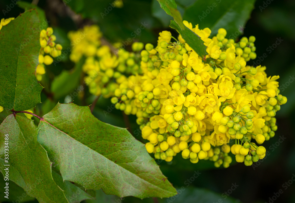 Mahonia aquifolium or Oregon grape blossom in spring garden. Soft selective focus of bright yellow flowers. Wonderful natural background for any idea Mahonia aquifolium or Oregon grape blossom in spring garden. Soft selective focus of bright yellow flowers. Wonderful natural background for any idea