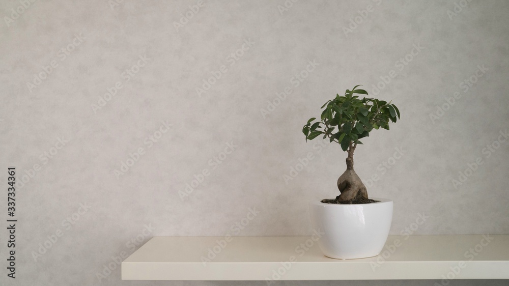 Bonsai tree grows in a pot. Miniature japanese bonsai tree isolated against grey and standing in small pot Bonsai tree grows in a pot. Miniature japanese bonsai tree isolated against grey and standing in small pot