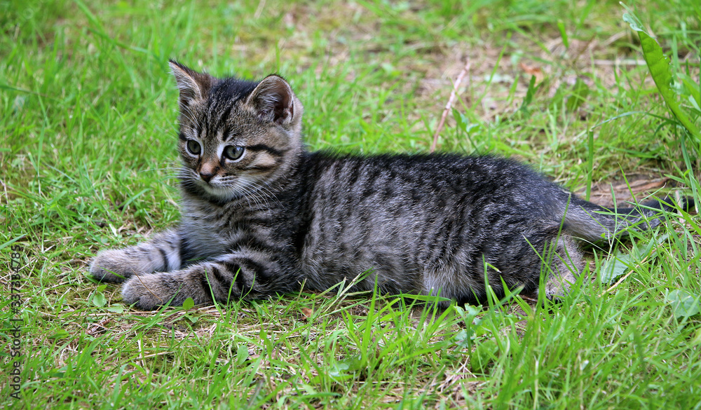 striped kitten on the green grass