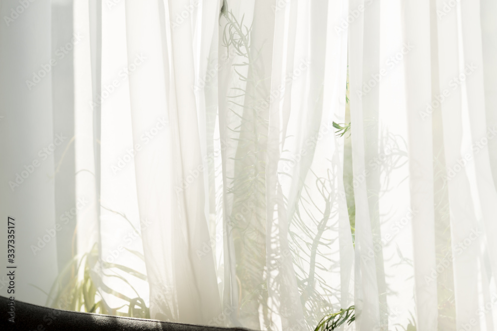 The morning sun shines through the curtain. Reflection of plants on the window ledge The morning sun shines through the curtain. Reflection of plants on the window ledge
