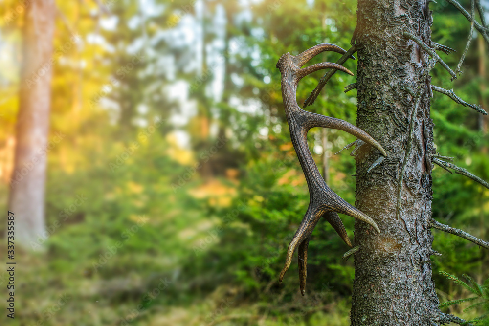 Obraz premium Deer (Cervus elaphus) antlers on the tree in forest. sunset on the background.