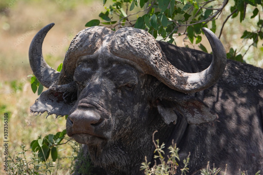 Naklejka premium Old buffalo eating grass on a shadow.