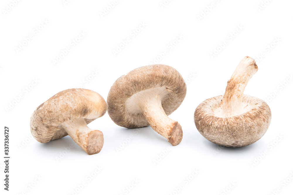 Shiitake mushrooms on a white background. Asian mushroom has medicinal properties Shiitake mushrooms on a white background. Asian mushroom has medicinal properties