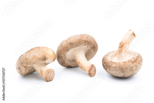 Shiitake mushrooms on a white background. Asian mushroom has medicinal properties