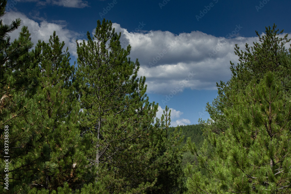 Trees in dense forest descending into a deep valley with blue skies and white clouds