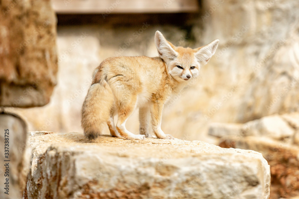 Fenech - Desert Fox