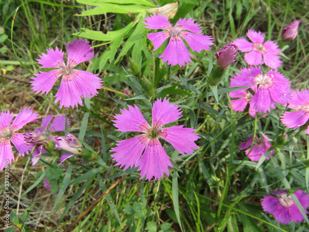 lilac forest carnations