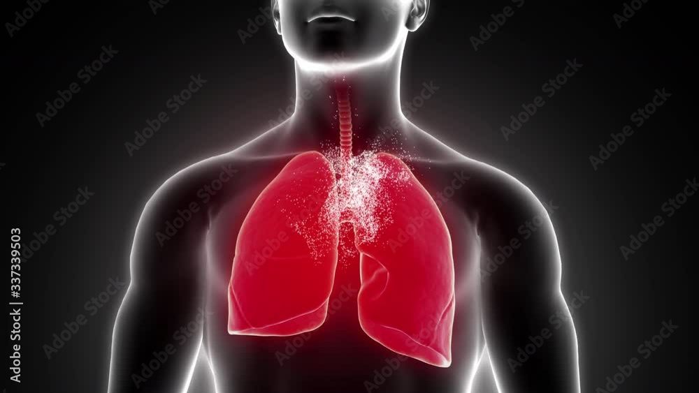 High-quality footage of a human lung has been recovered and turning from red to green. Medical concept for antivirus commercial or an education presentation.