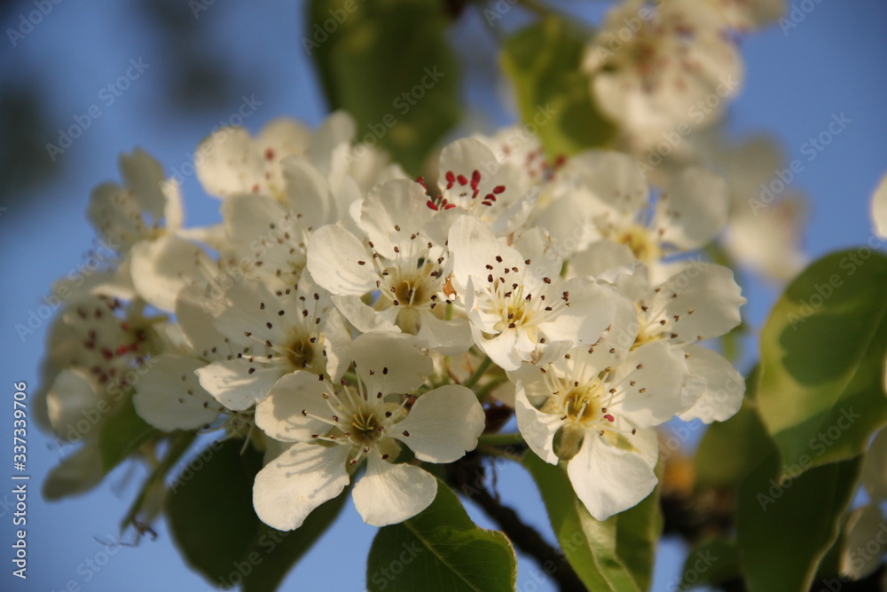 Orchard pear tree white spring blossom Orchard pear tree white spring blossom