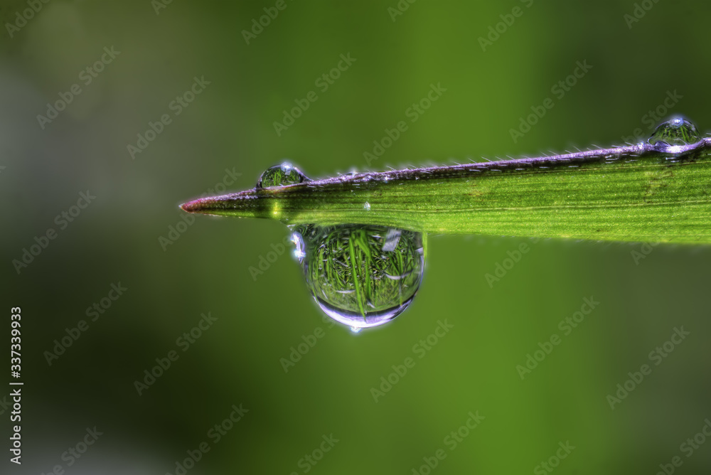 A Drop of Water shows inside the Inverted Image of the garden A Drop of Water shows inside the Inverted Image of the garden