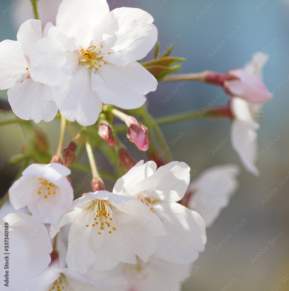 ソメイヨシノ　満開