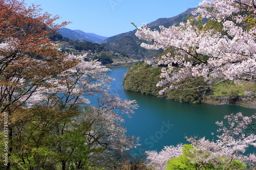 大渡ダム湖畔の桜（高知県　仁淀川町）