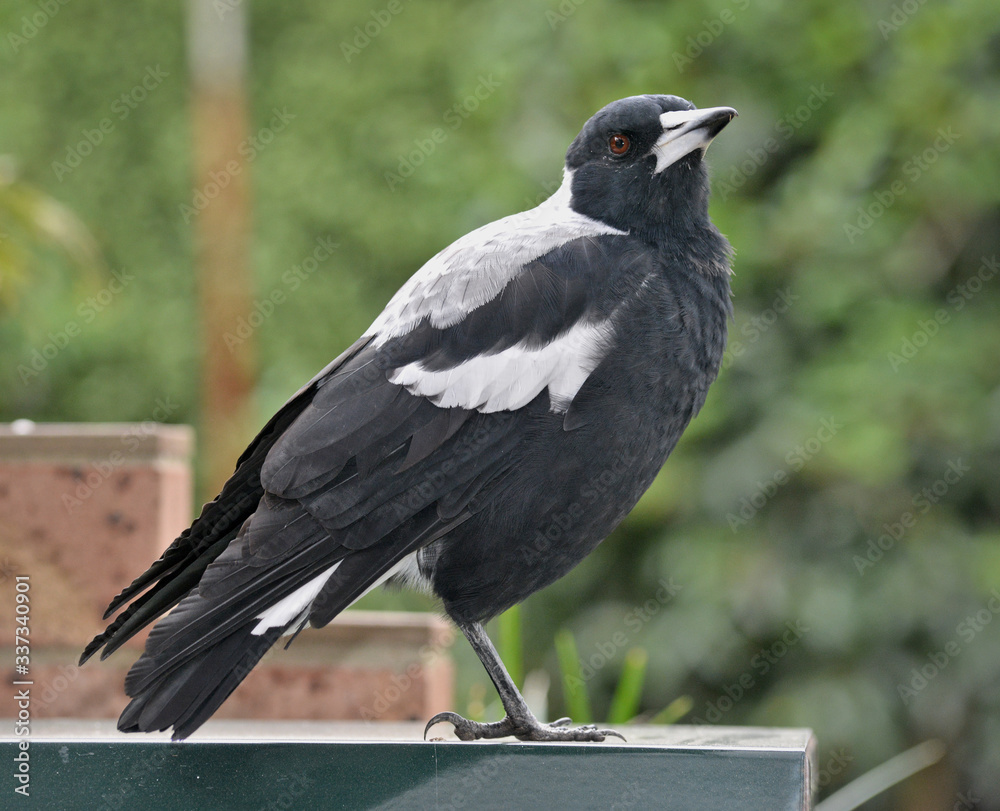 Fototapeta premium One legged Magpie