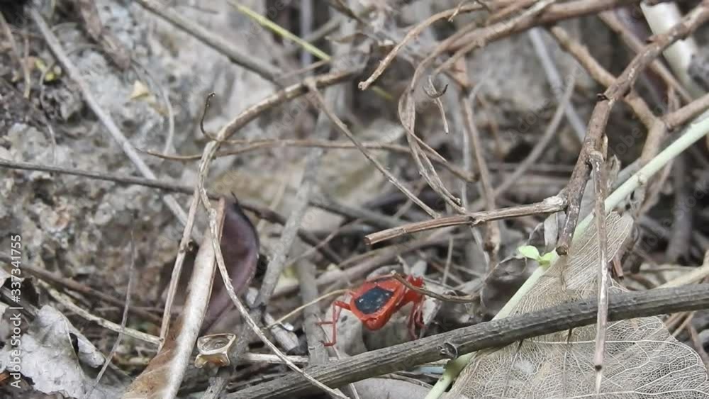 Beetle bugs Pyrrhocoris apterus. Many firebugs on a tree in different ...