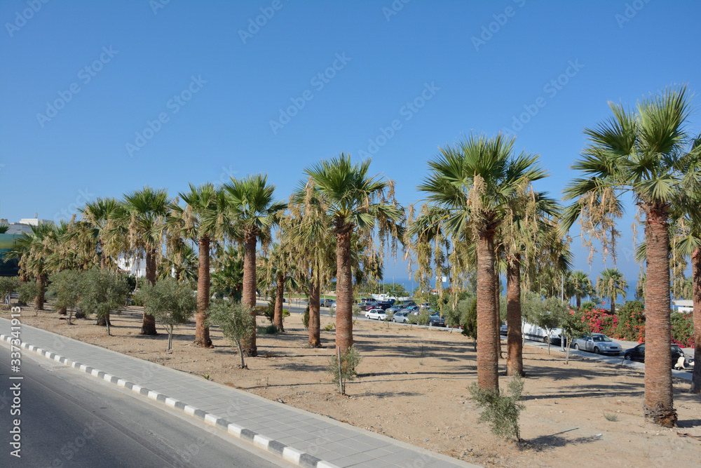A road that runs along the beach with palm trees along