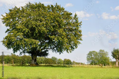 Arbre à la campagne