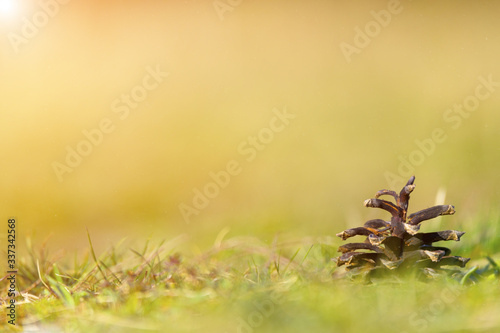 Pine cone on ground with grass