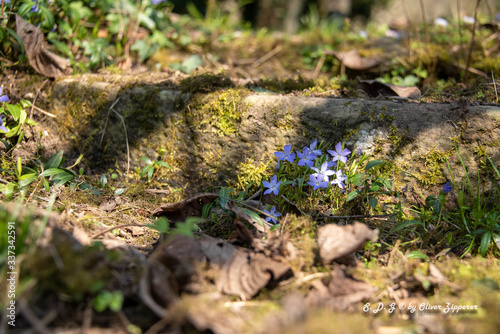 Der Frühling kommt.